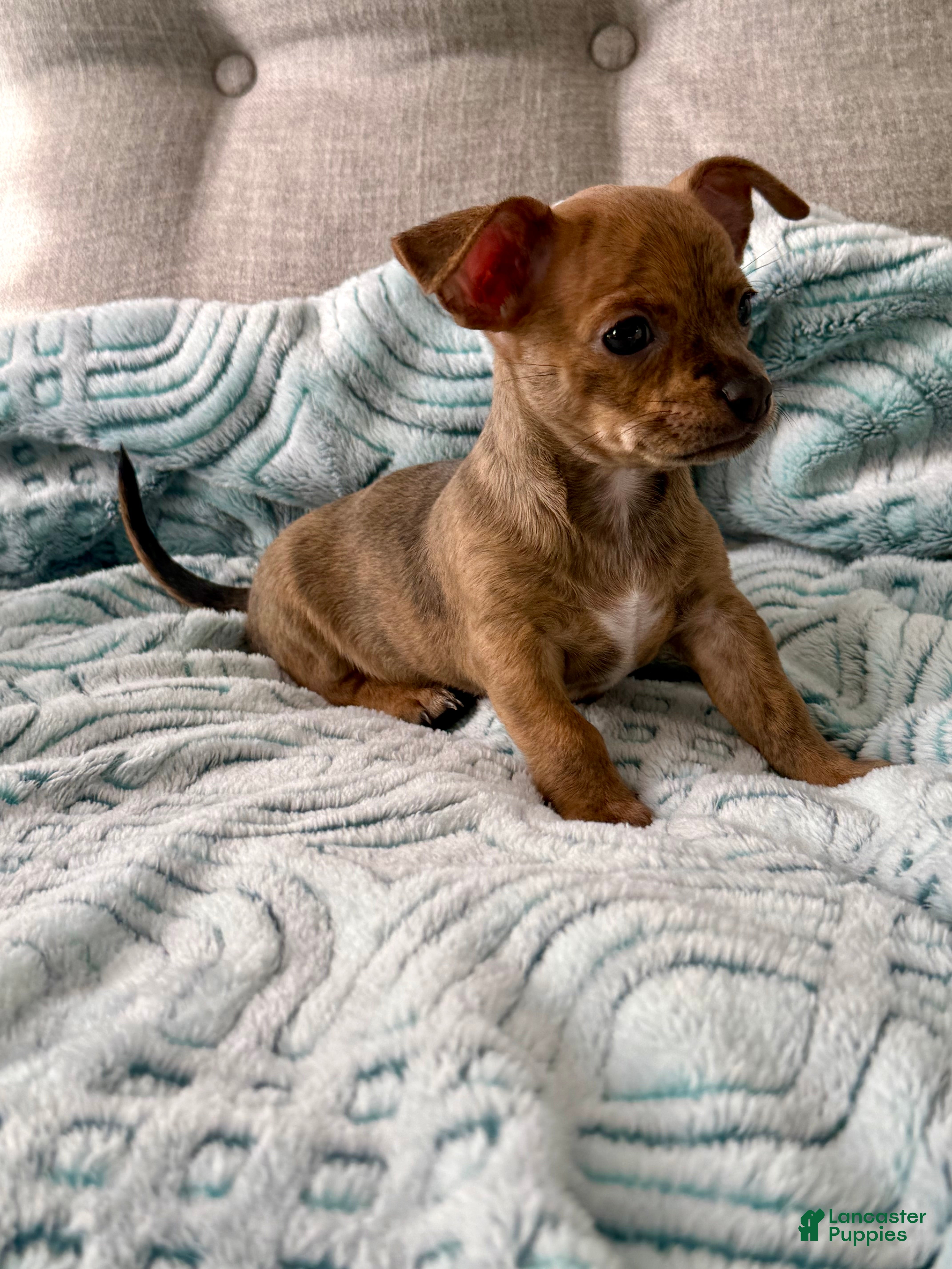Chihuahua dogs Sully - Ad 1