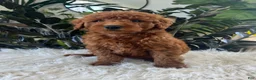 Mini Goldendoodle dogs for sale: Azalea - Ad 4