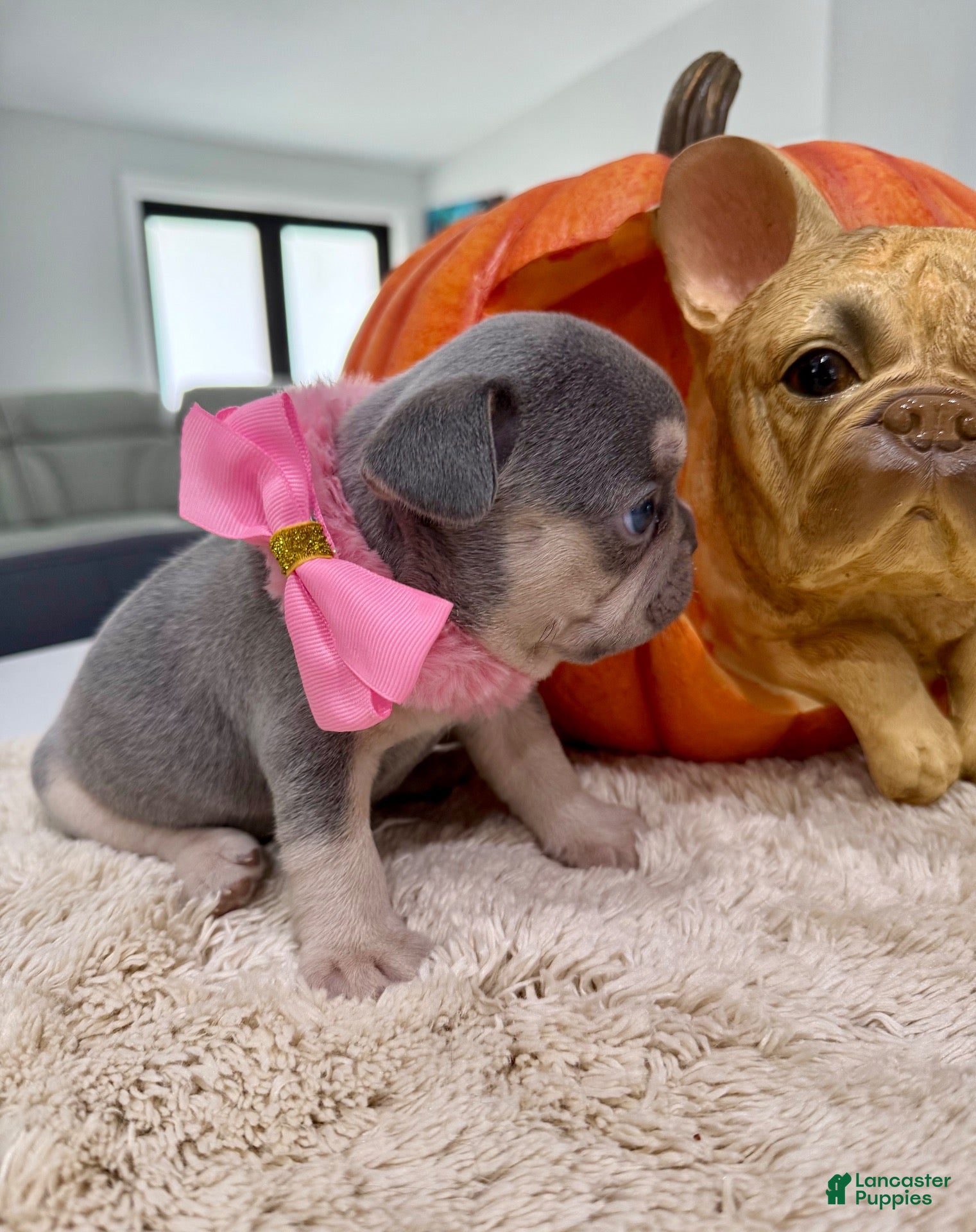 French Bulldog dogs Athena - Ad 2