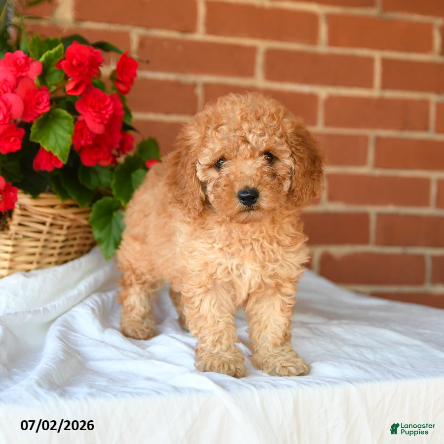 Miniature Poodle dogs Chiffon - Ad 2