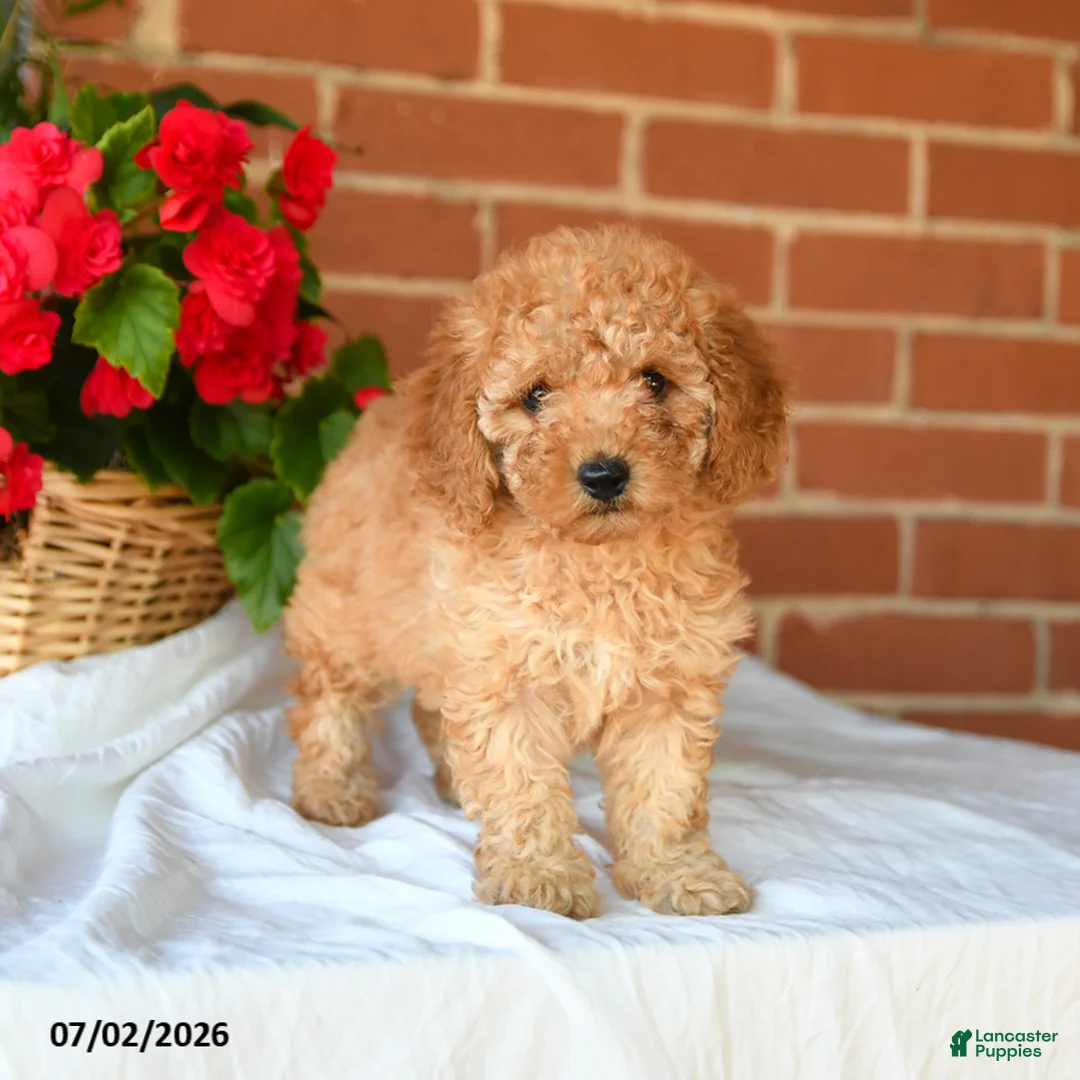 Miniature Poodle dogs for sale: Chiffon - Ad 2