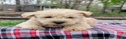 Mixed Breed dogs for sale: Gunner - Ad 3