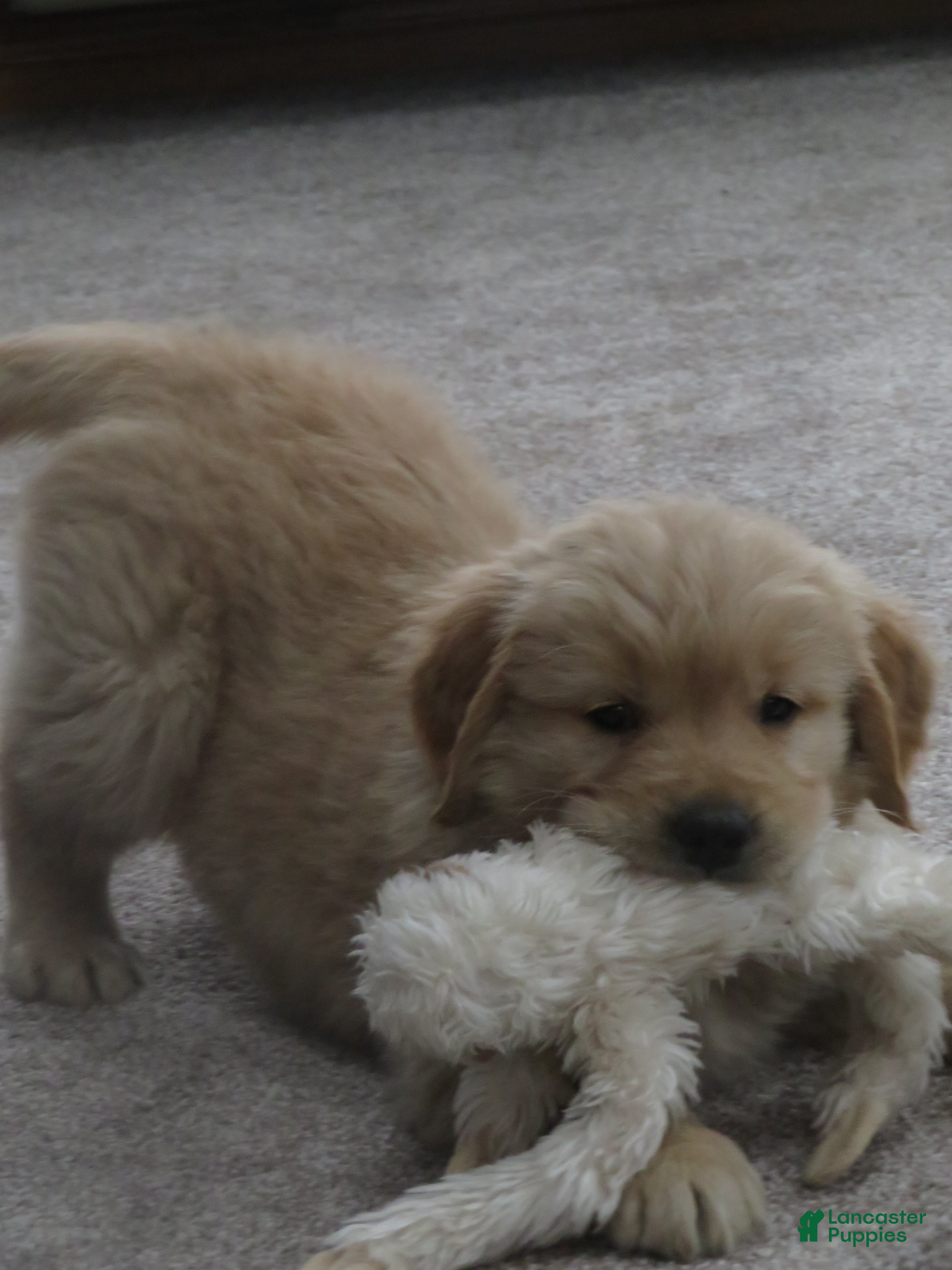 Golden Retriever dogs LINCOLN - CHAMPION LINE - Ad 2