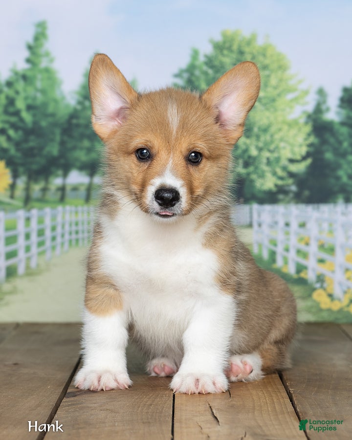 Welsh Corgi Pembroke dogs Hank - Ad 1