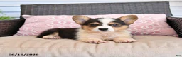 Welsh Corgi Pembroke dogs for sale: Mack  - Ad 4