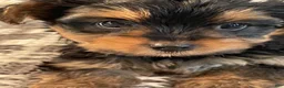 Yorkshire Terrier dogs for sale: Yorkshire Terrier 1 - Ad 2