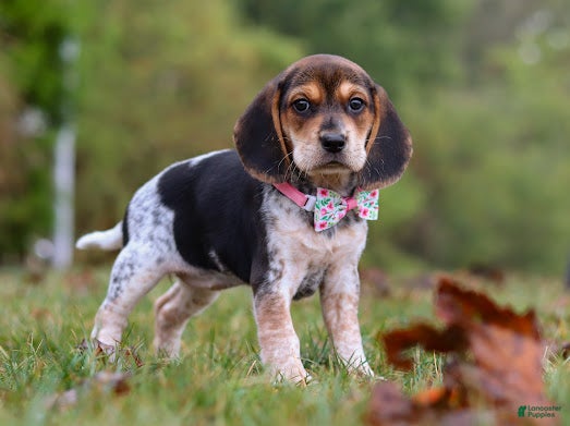 Blue tick Beagle Puppies for sale Lancaster Puppies