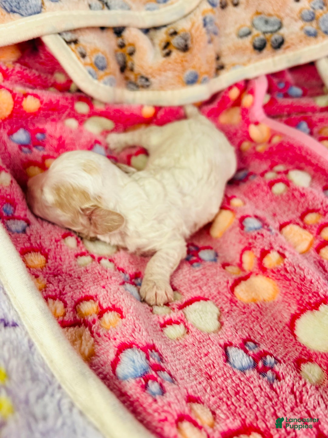 Cavapoo dogs for sale: Olaf - Ad 5