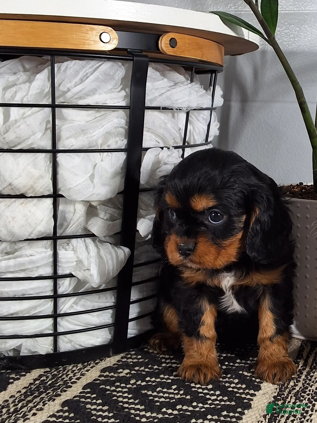 Cavalier King Charles Spaniel dogs for sale: Cavalier King Charles Spaniel Puppy 3 - Ad 1