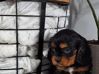 Cavalier King Charles Spaniel dogs for sale: Cavalier King Charles Spaniel Puppy 3 - Ad 3