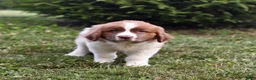 Saint Berdoodles dogs for sale: Bear - Ad 12