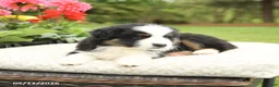 Miniature Australian Shepherd dogs for sale: Sherlock - Ad 4