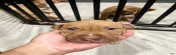 American Pit Bull Terrier dogs for sale: Dollar (UKC and ADBA) - Ad 2