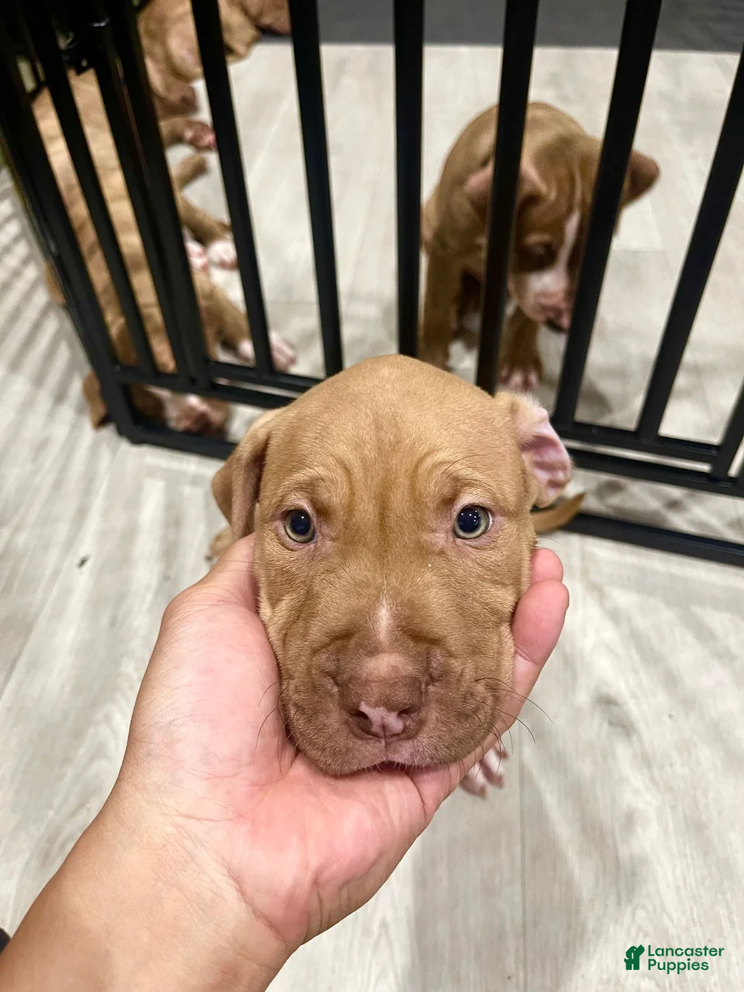 American Pit Bull Terrier dogs for sale: Dollar (UKC and ADBA) - Ad 2