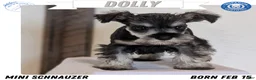 Miniature Schnauzer dogs for sale: Dolly - Ad 1