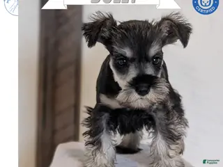 Miniature Schnauzer dogs for sale: Dolly - Ad 3