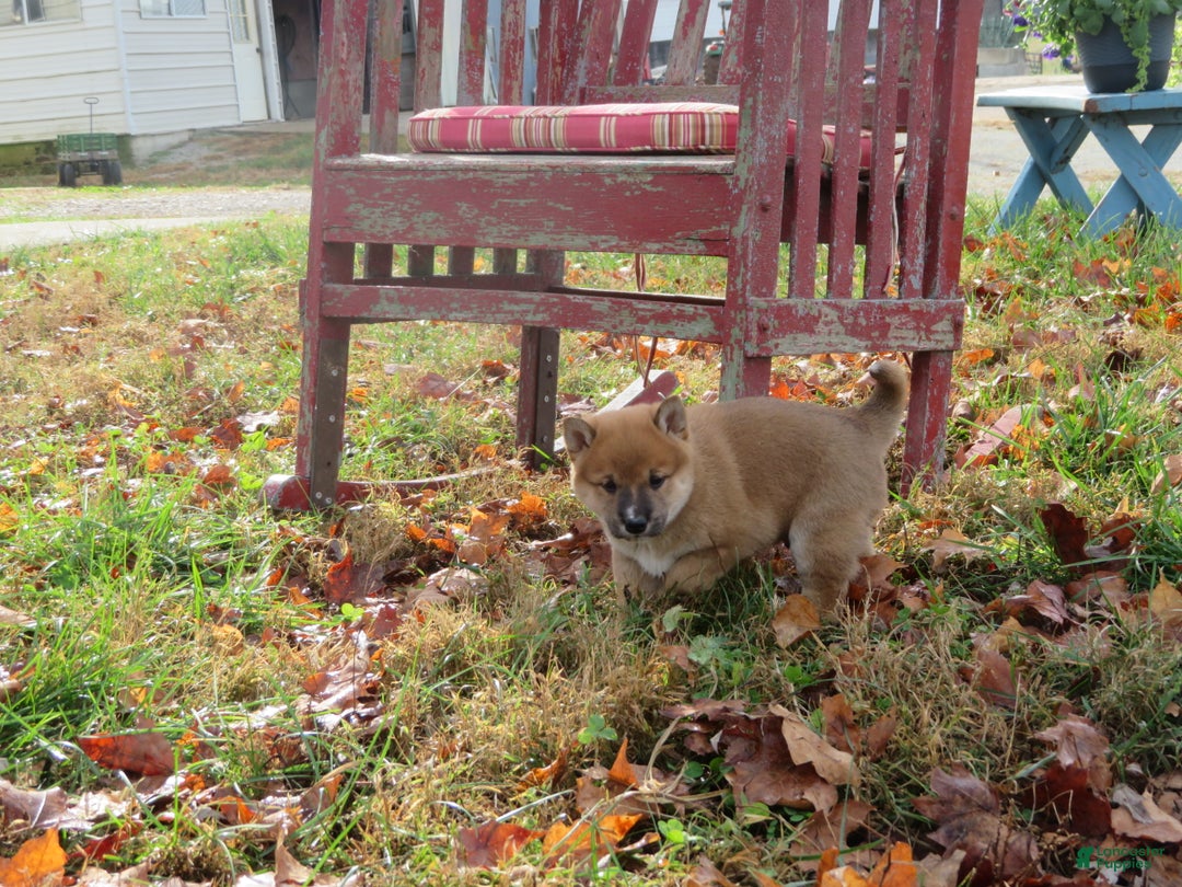 Shiba Inu dogs for sale: Shiba Inu Puppy 2 Jimmy - Ad 3