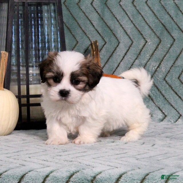 Teddy Bear dogs Ivan - Ad 2