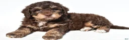 Mini Bernedoodle dogs for sale: Quinten - Ad 5