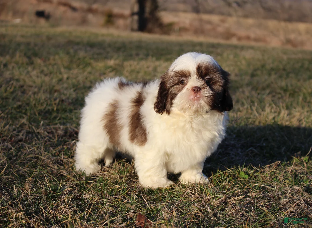 Shih Tzu dogs for sale: Erinie - Ad 1