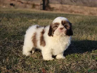 Shih Tzu dogs Erinie - Ad 6