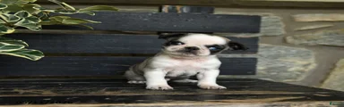 Fudge