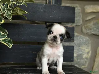 Pug dogs for sale: Fudge - Ad 4