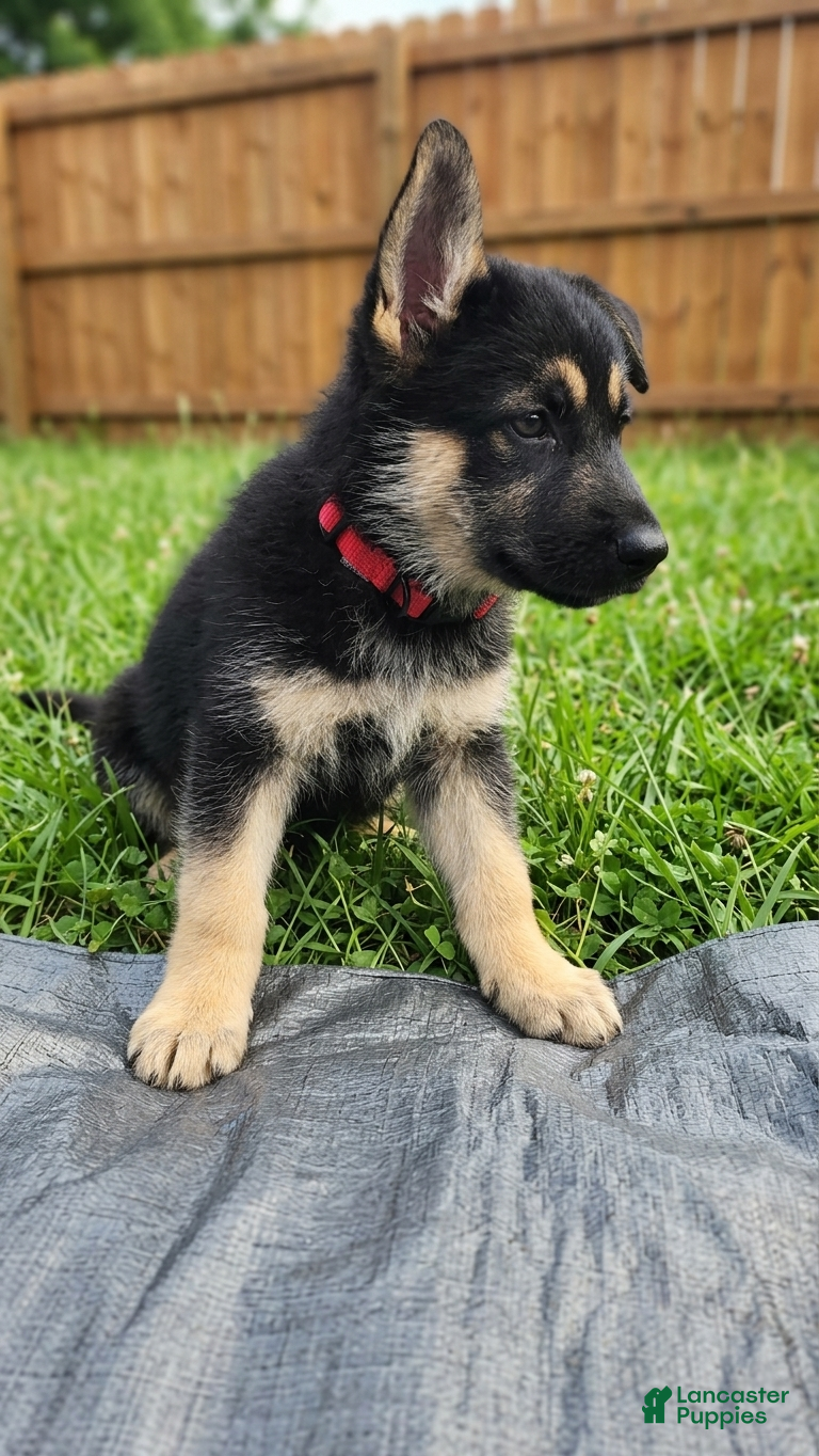 Gerberian Shepsky dogs for sale: Cheetoh - Ad 4