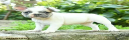 French Bulldog dogs for sale: Madeleine - Ad 3