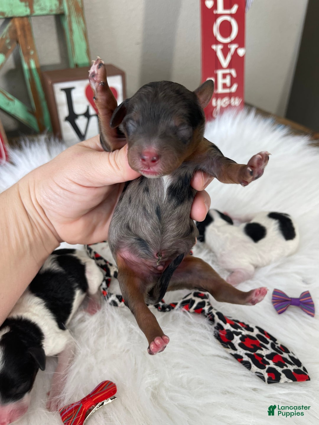 Miniature Poodle dogs for sale: Akc Blue Merle Phantom  - Ad 17