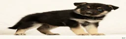 Gerberian Shepsky dogs for sale: Jasper - Ad 5