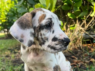 Great Dane dogs Goofball - Ad 4