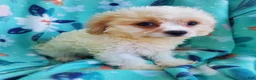 Cavachon dogs for sale: Axel - Ad 4
