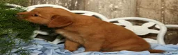 Golden Retriever dogs for sale: Sandy - Ad 9