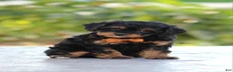 Cavapoo dogs for sale: Rumble - Ad 3