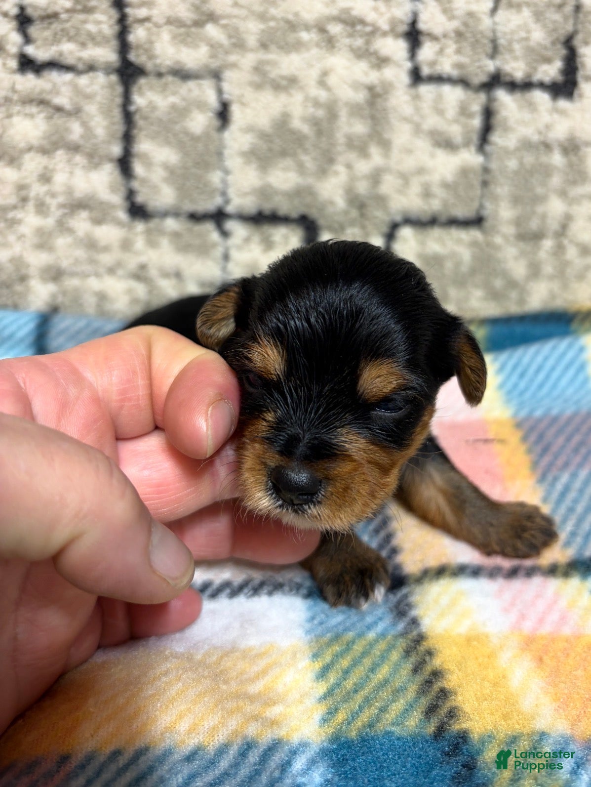 Yorkshire Terrier dogs Yorkshire Terrier 4 - Ad 37