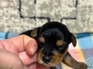 Yorkshire Terrier dogs Yorkshire Terrier 4 - Ad 37