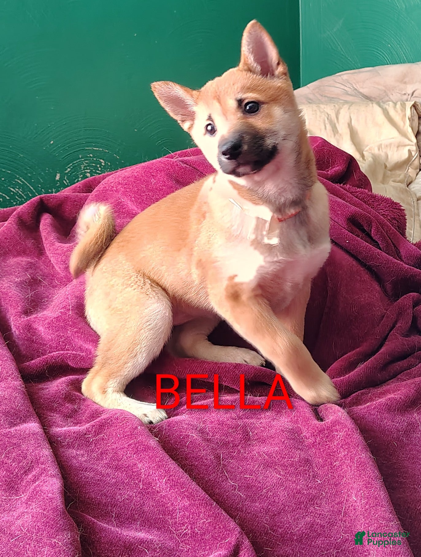 Shiba Inu dogs Shiba Inu Puppy 2 - Ad 34