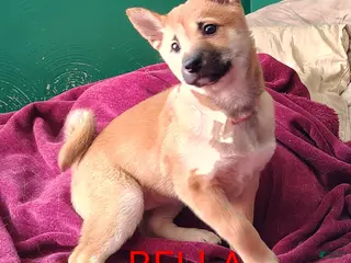 Shiba Inu dogs Shiba Inu Puppy 2 - Ad 34