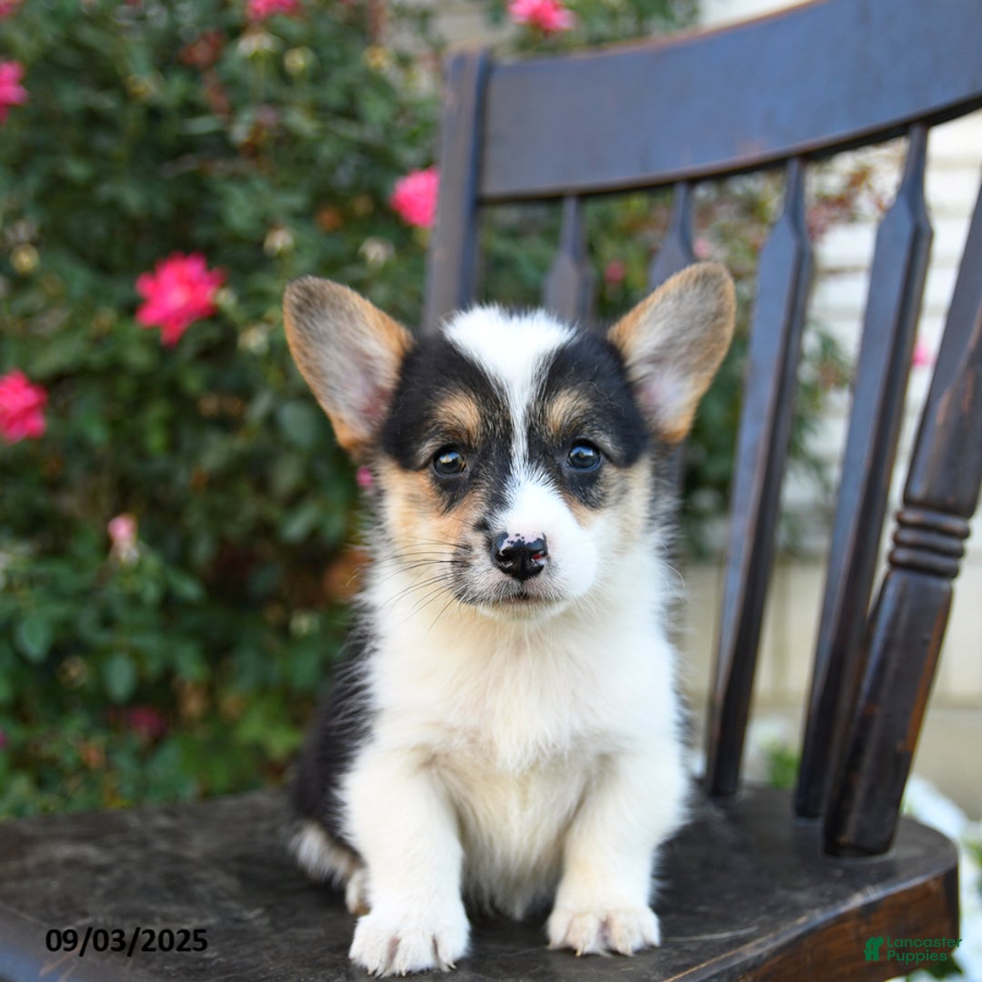 Welsh Corgi Pembroke dogs for sale: Cisca - Ad 3
