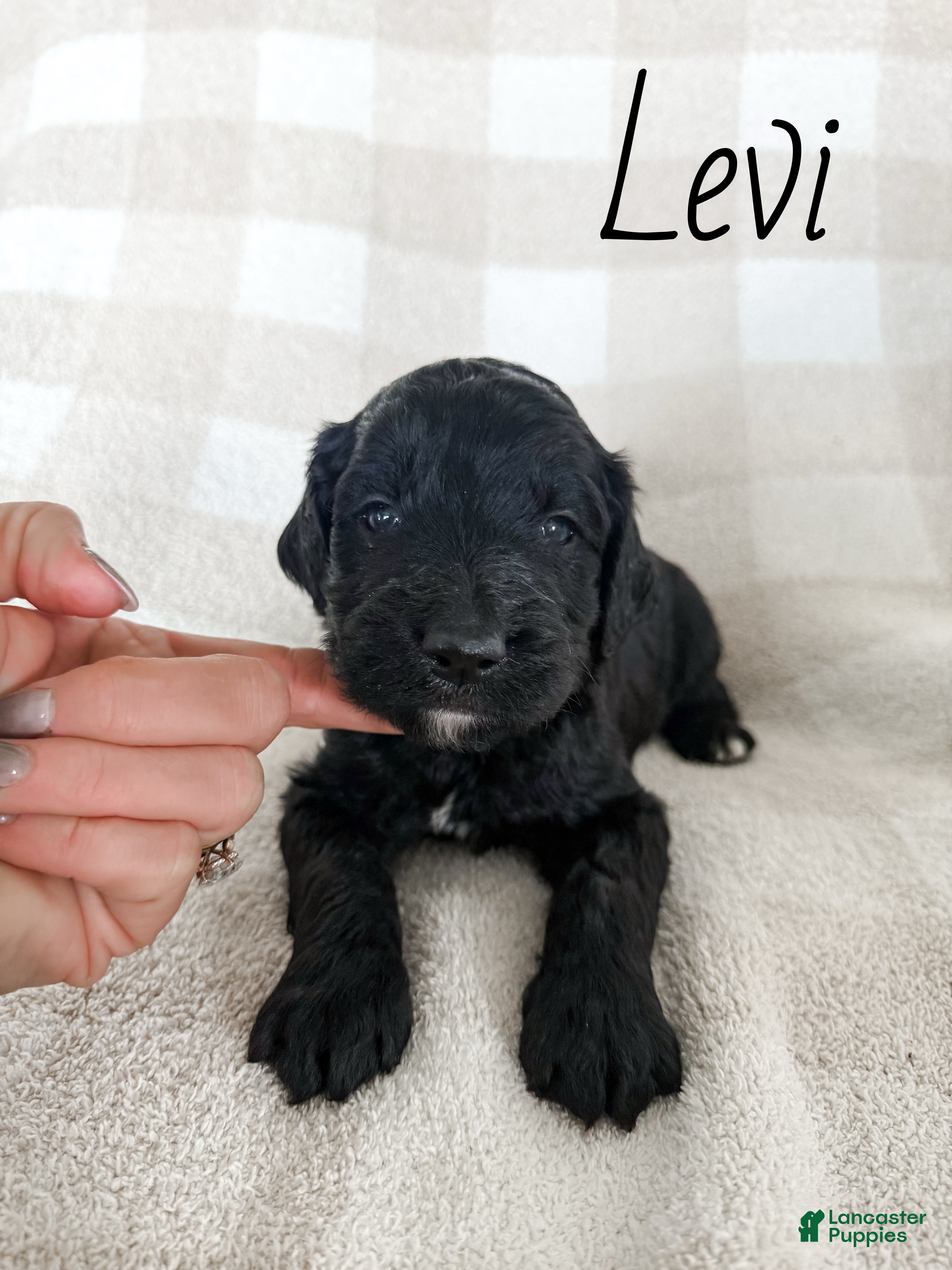 Goldendoodle dogs Levi - Ad 1