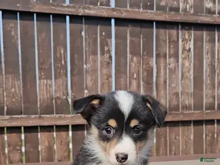 Mixed Breed dogs Spencer - Ad 5