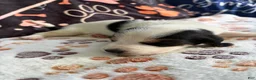 Basset Hound dogs for sale: Basset Hound 3 - Ad 2