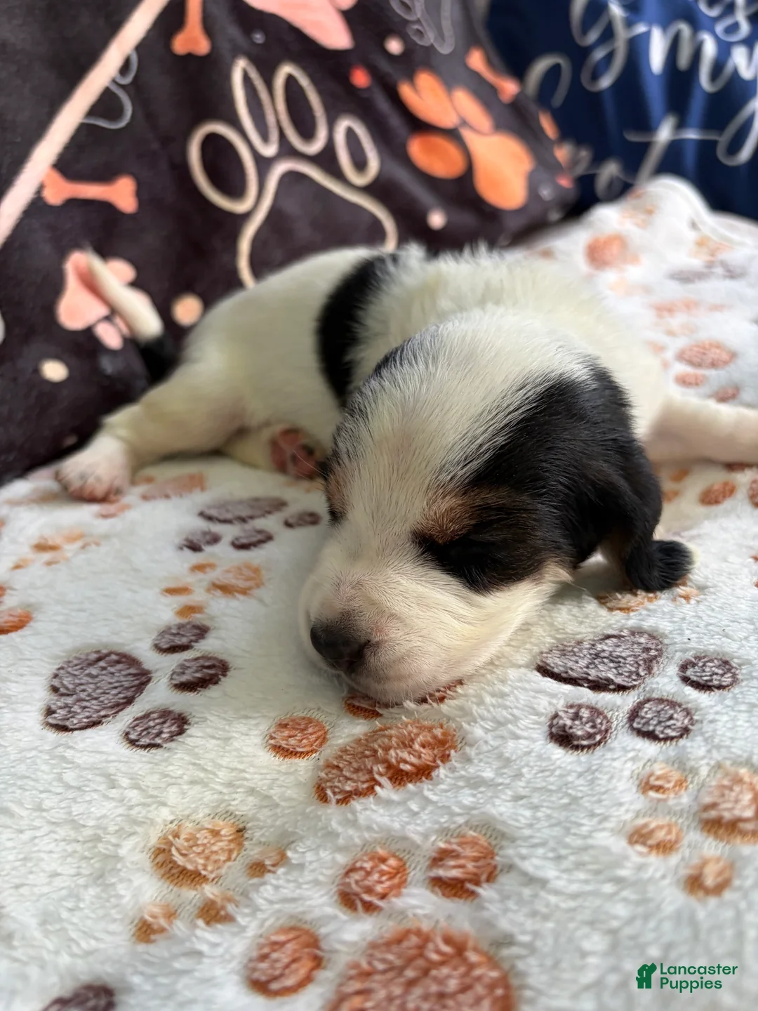 Basset Hound dogs for sale: Basset Hound 3 - Ad 2