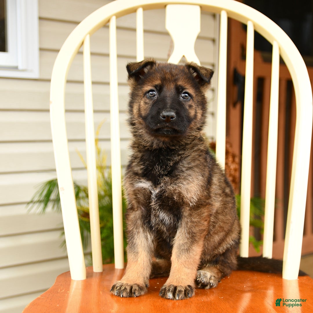German Shepherd dogs for sale: Starlight - Ad 1