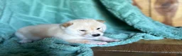 Shiba Inu dogs for sale: Shiba Inu Puppy 1 - Ad 4