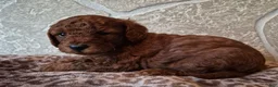Cavapoo dogs for sale: Autumn - Ad 2