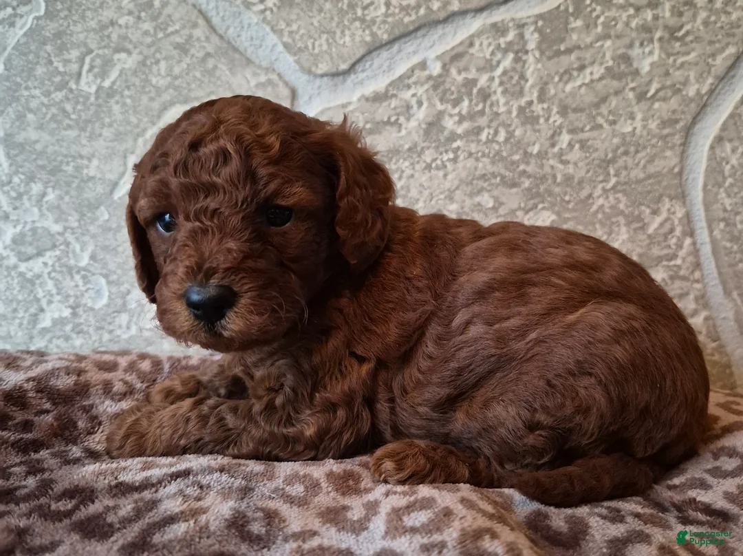 Cavapoo dogs for sale: Autumn - Ad 2