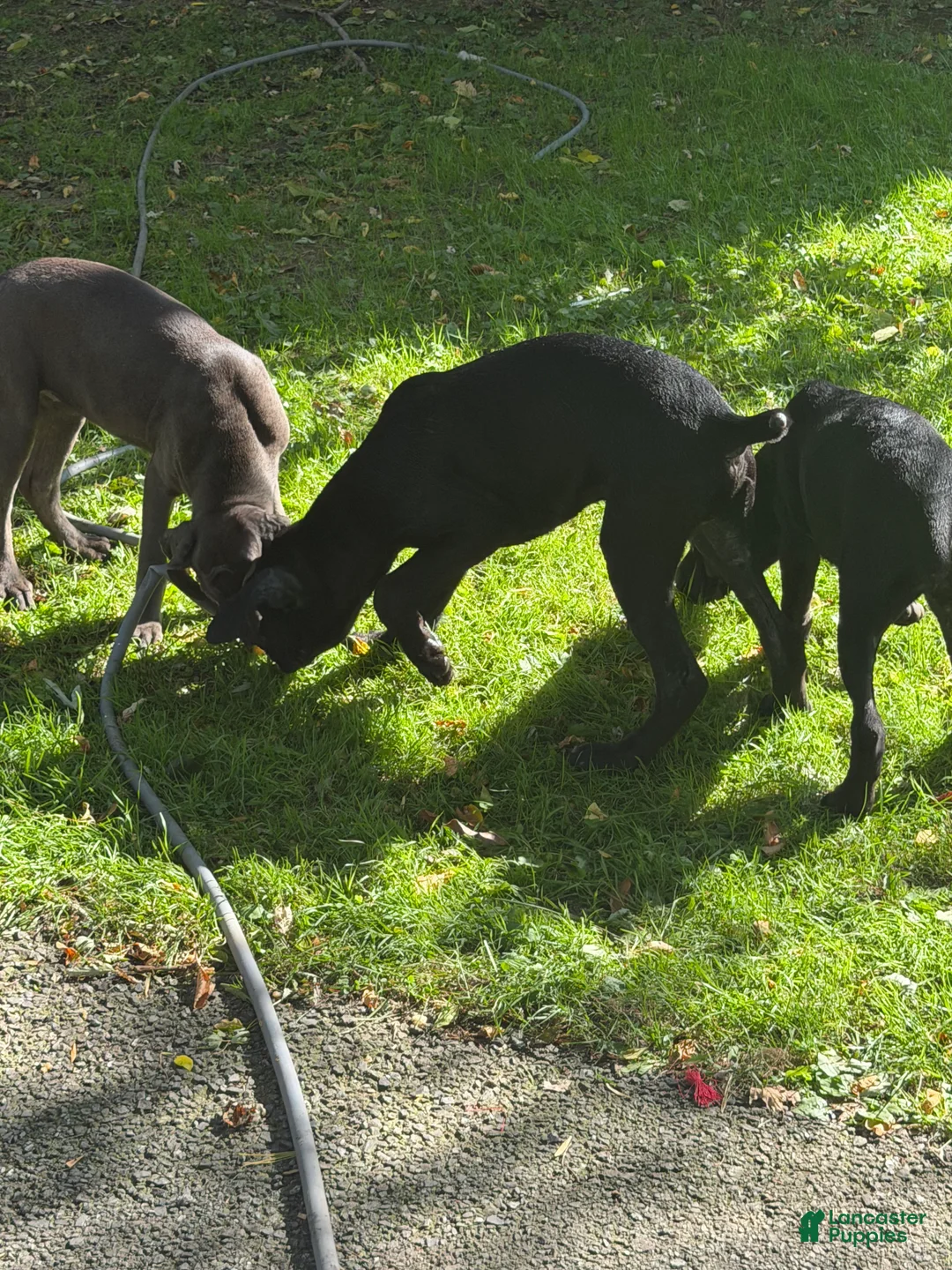 Cane Corso dogs for sale: Cane Corso 2 - Ad 2
