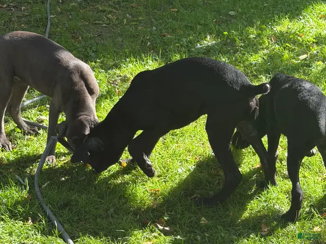 Cane Corso dogs for sale: Cane Corso 2 - Ad 2